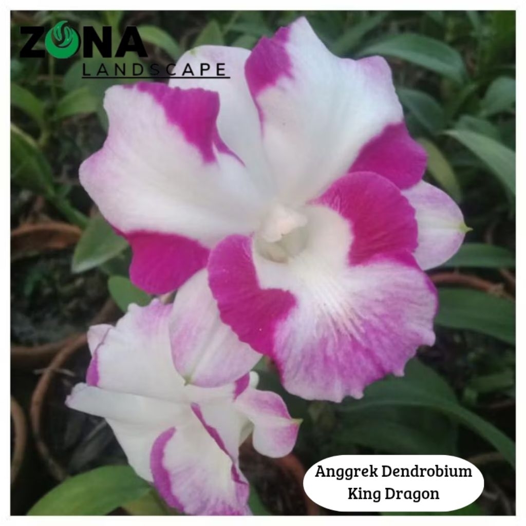Bunga Anggrek Dendrobium King Dragon (+ pot tanah liat & media) Tanaman Anggrek dendro import