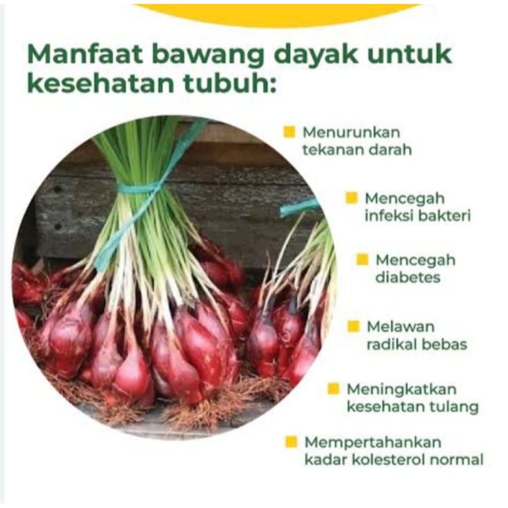 

BAWANG DAYAK SEGAR