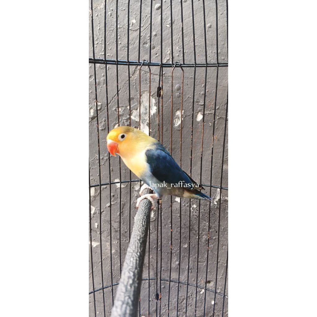 lovebird pb dark vio fc dewasa