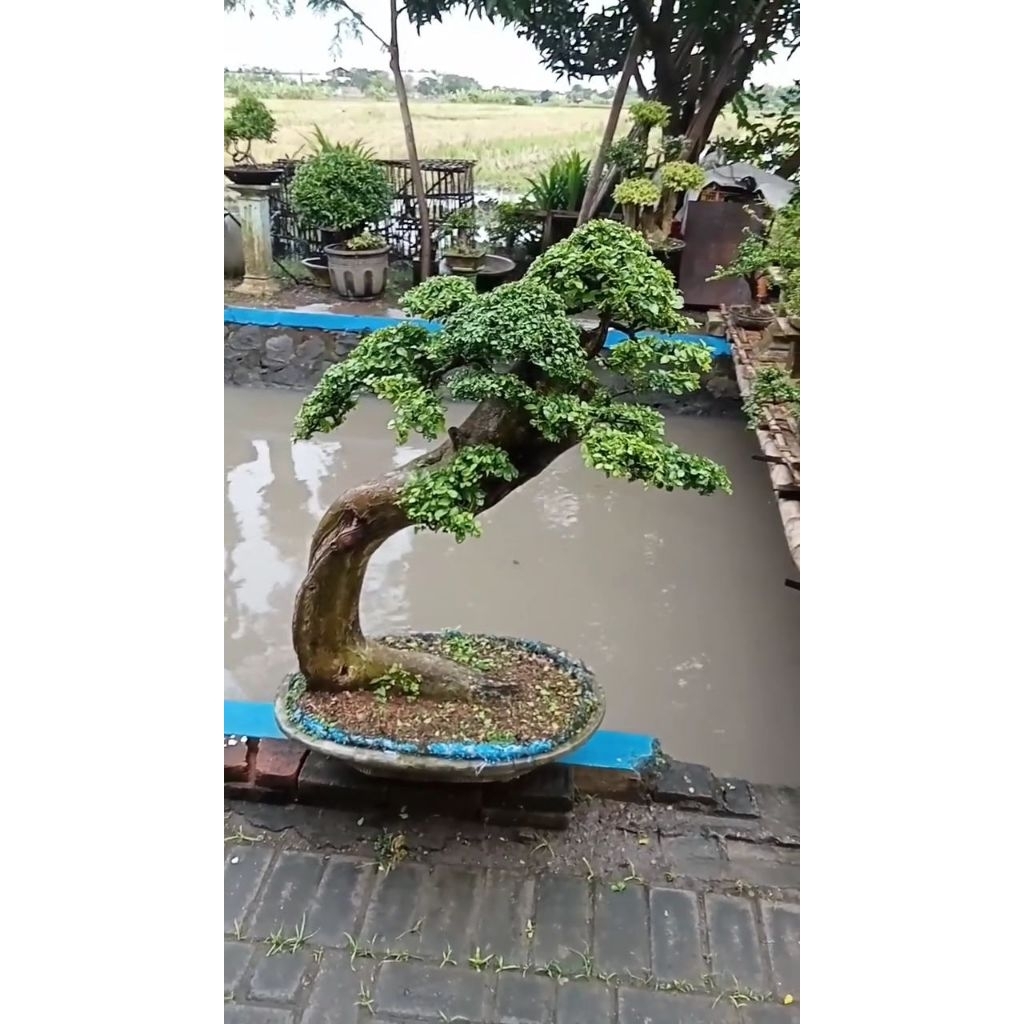 Tanaman hias bonsai serut jumbo siap pajang