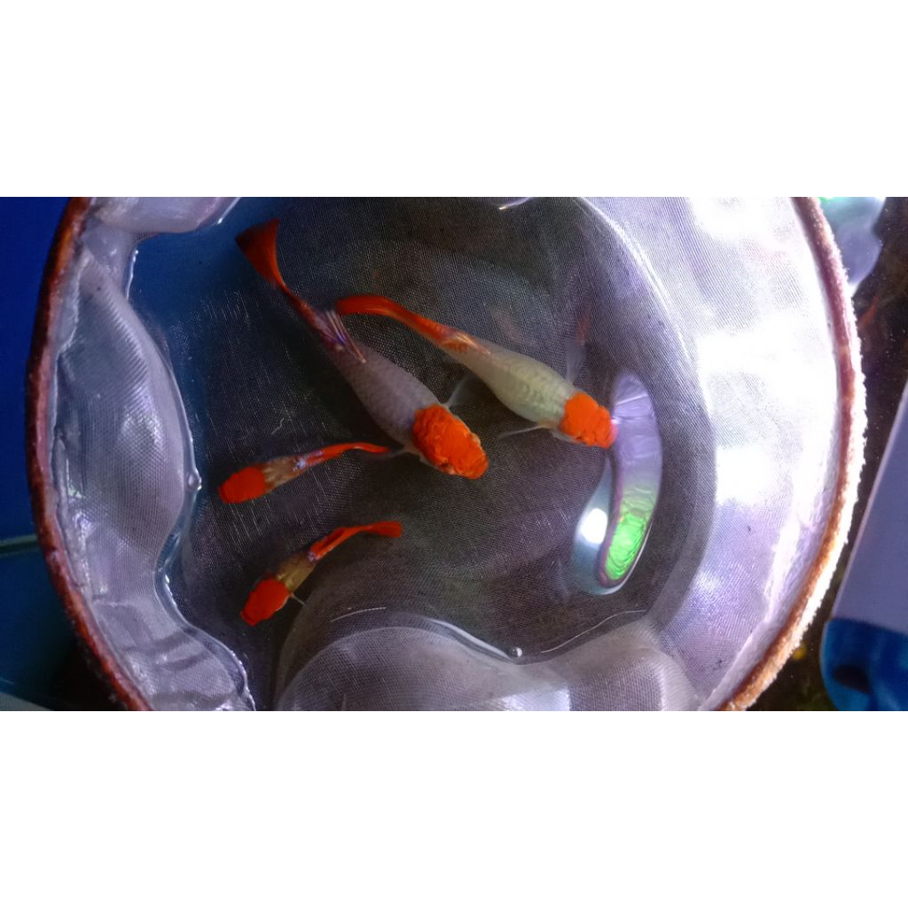 GUPPY koi platinum indukan