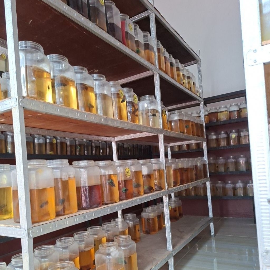 toples cupang 2 liter