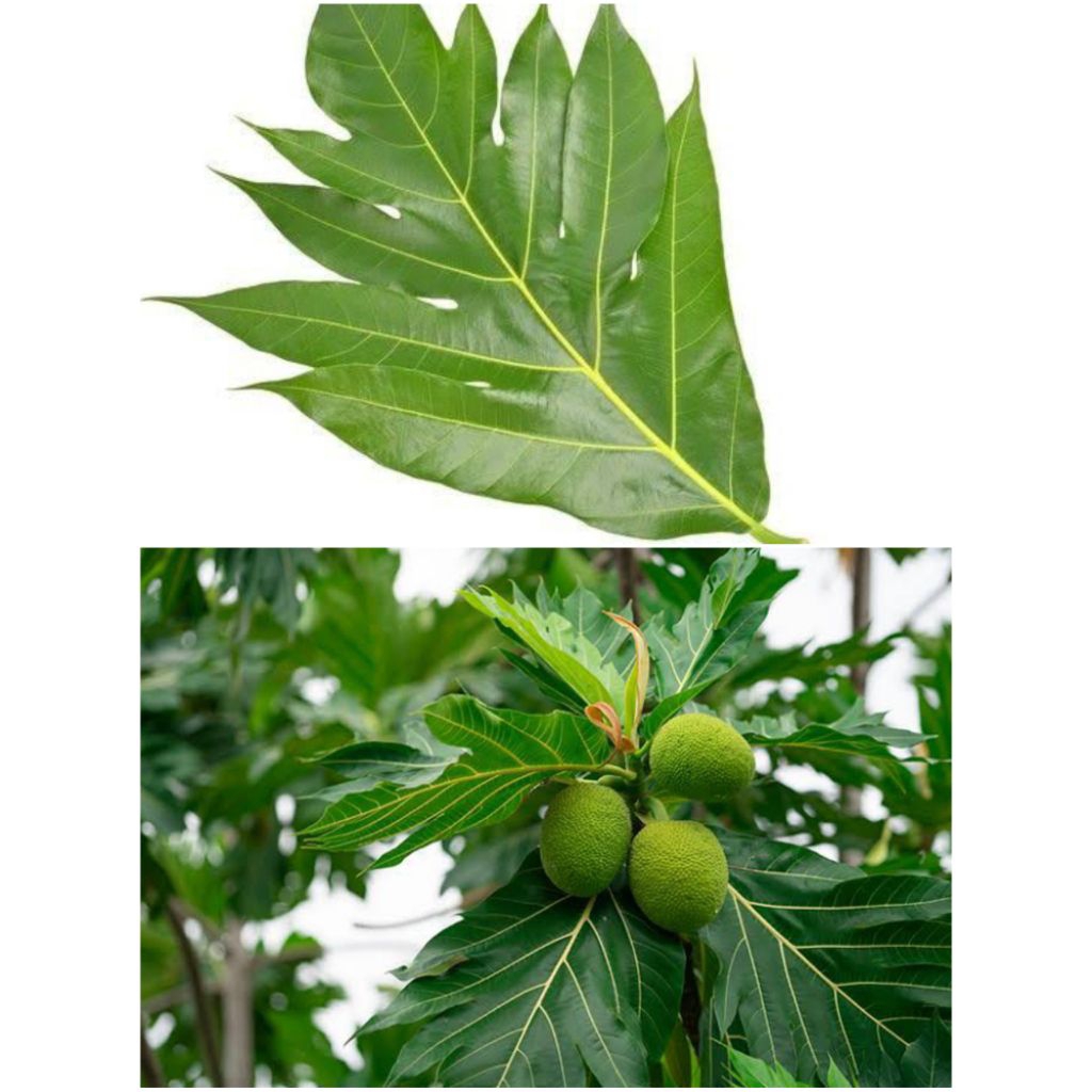 

Daun Sukun Segar Petik Pohon Untuk Pengobatan 250 Gr Dan 500 Gr