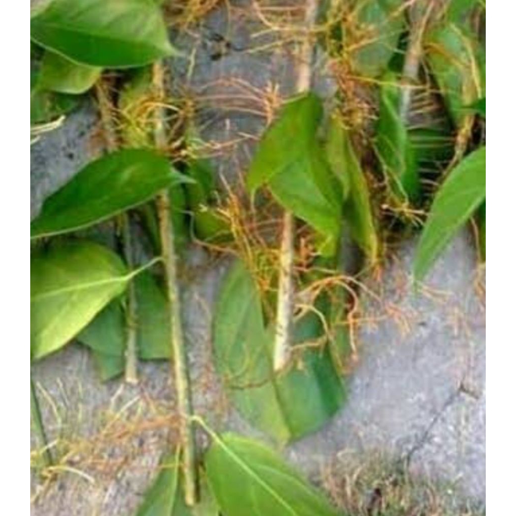 Bibit cincau batang rambat