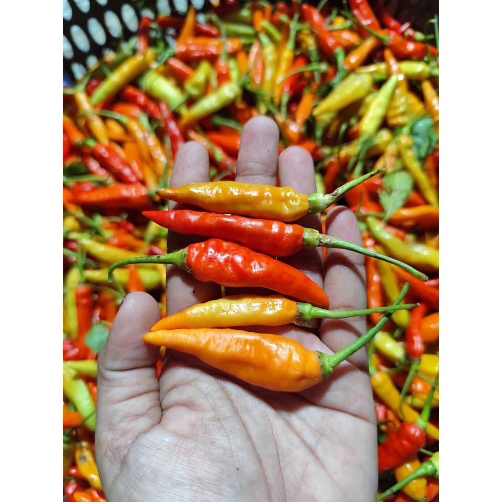 

Paket 500-1kg Cabai Rawit Segar Cabai Asmoro Cabai Pedas