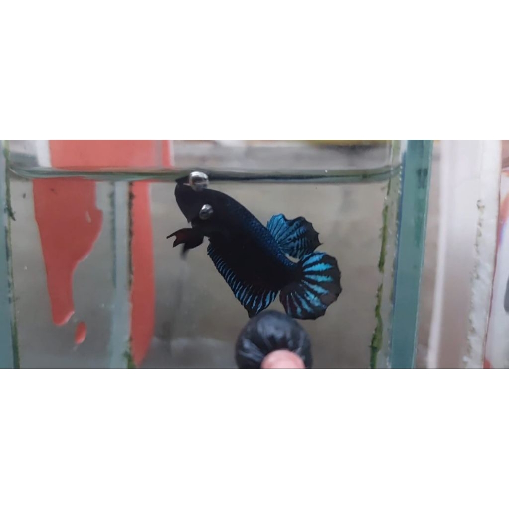 Ikan Cupang MDS aduan kualitas Super Gacorrr