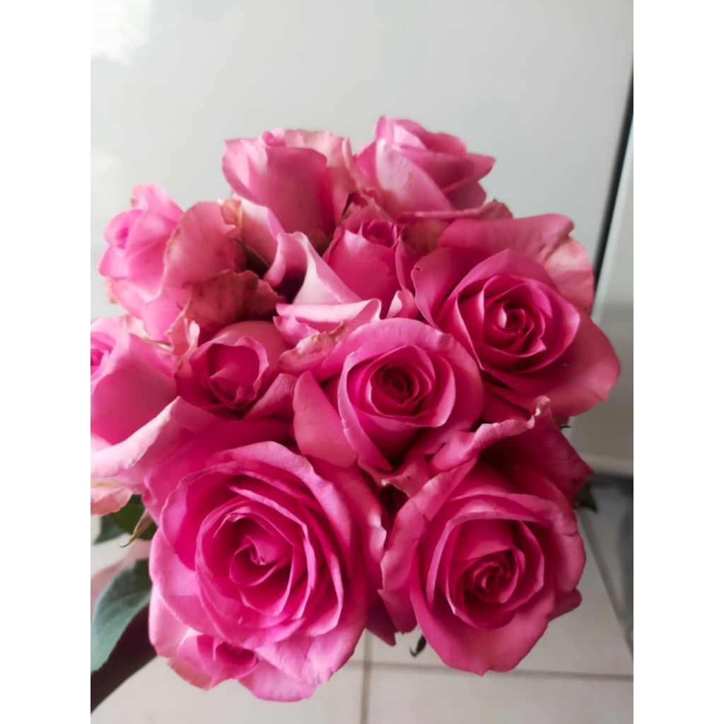 Bunga Mawar Potong Segar Warna Pink Candy