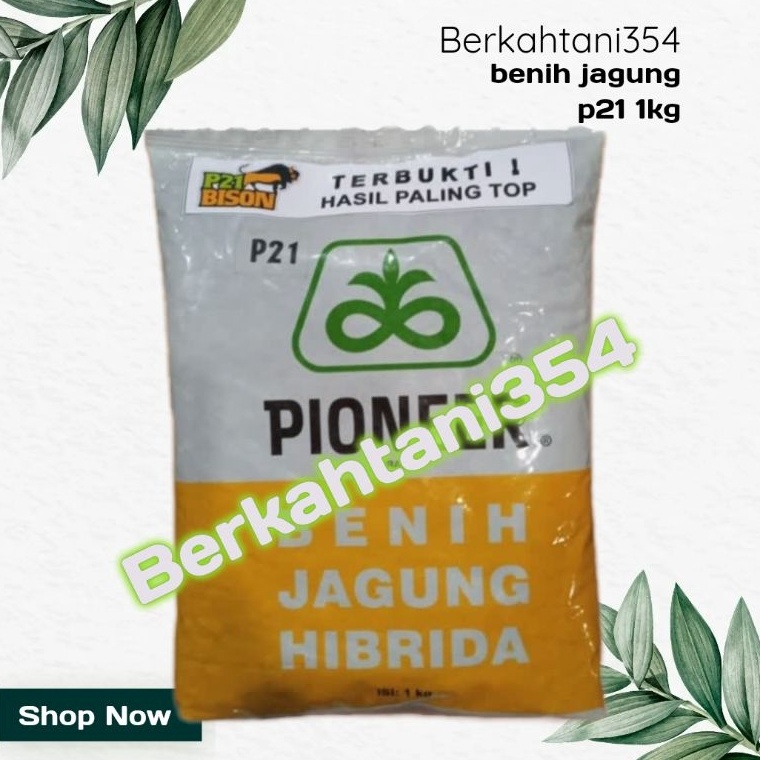 KODE Y52T Benih Jagung P21 Pioner 1kg Bibit Jagung Pioneer P21 1kg