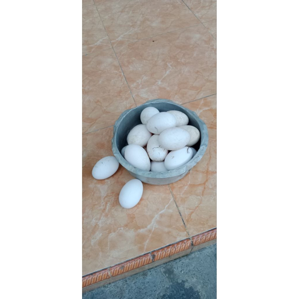 

(paket 10 btr) telur angsa/soang fress untuk konsumsi