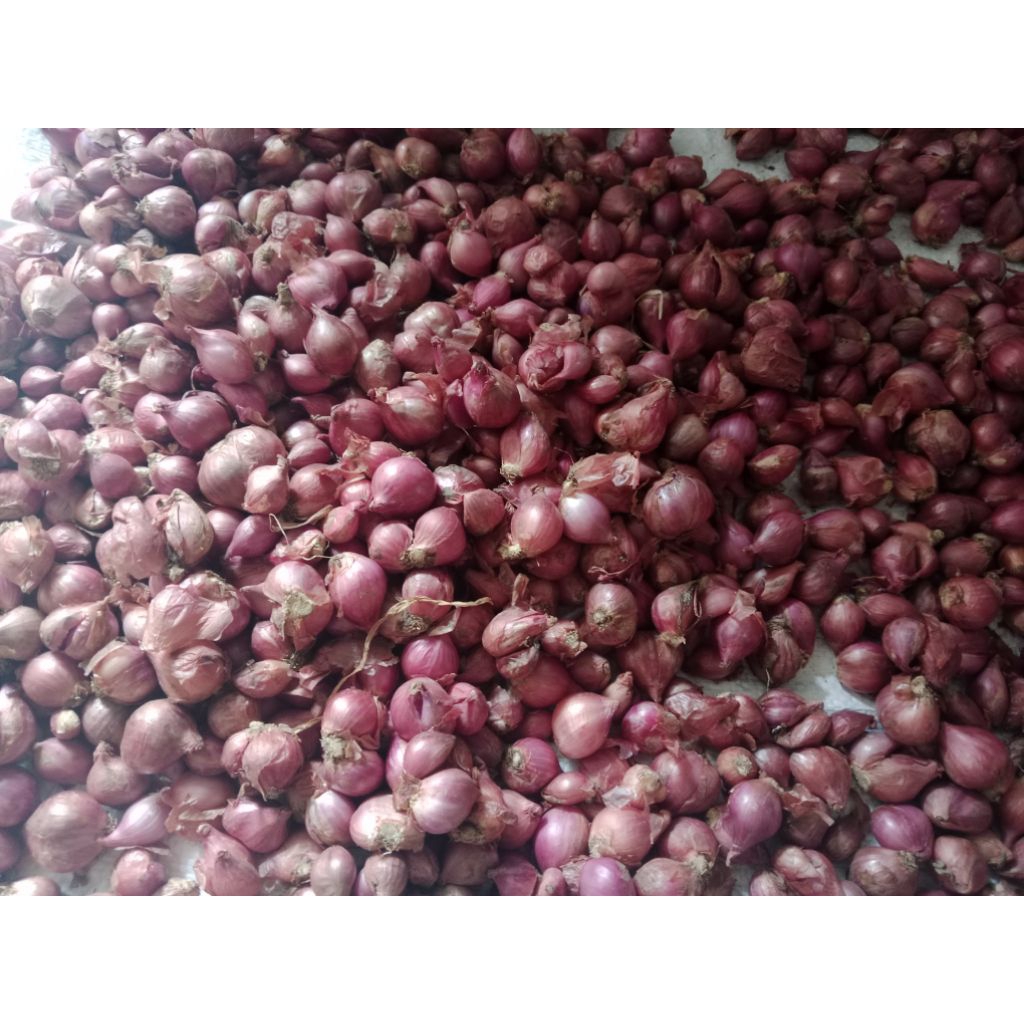 

Bawang merah lokal toba fresh dan berkualitas