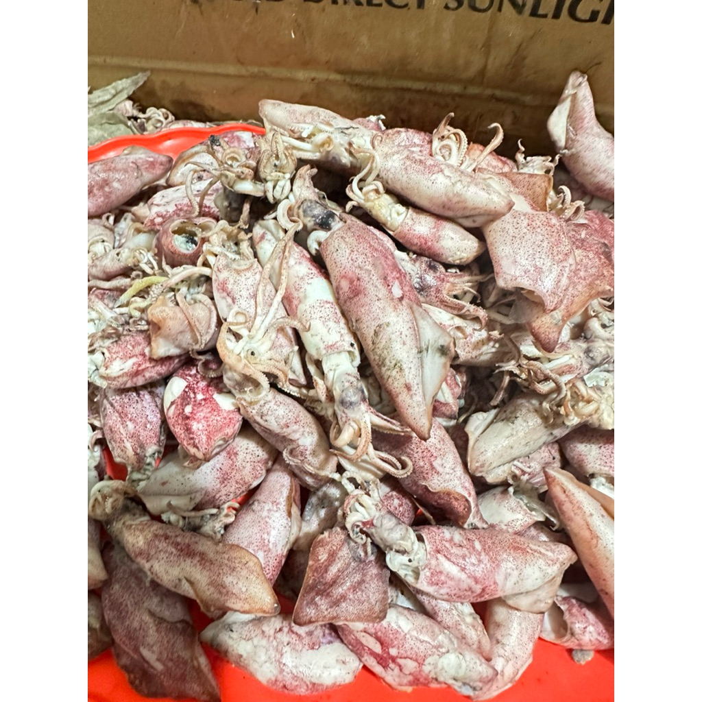 

SIAP KIRIM REAL PICT 500gr CUMI gendut BK cumi empuk REBUS TERBARU FULL EMPUK semi kering TIDAK ALOT| samudera ikan asinn cumi asin kering super 1kg samudera ikan asin