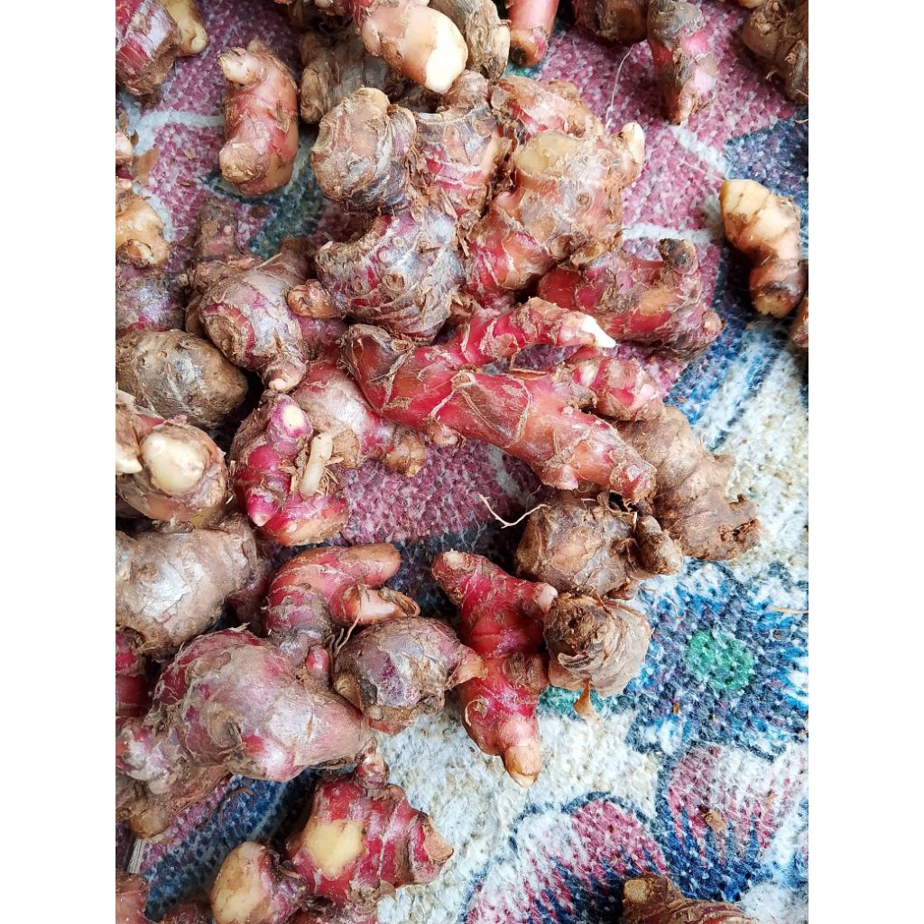 

Jahe merah segar Red Ginger 1kg pres