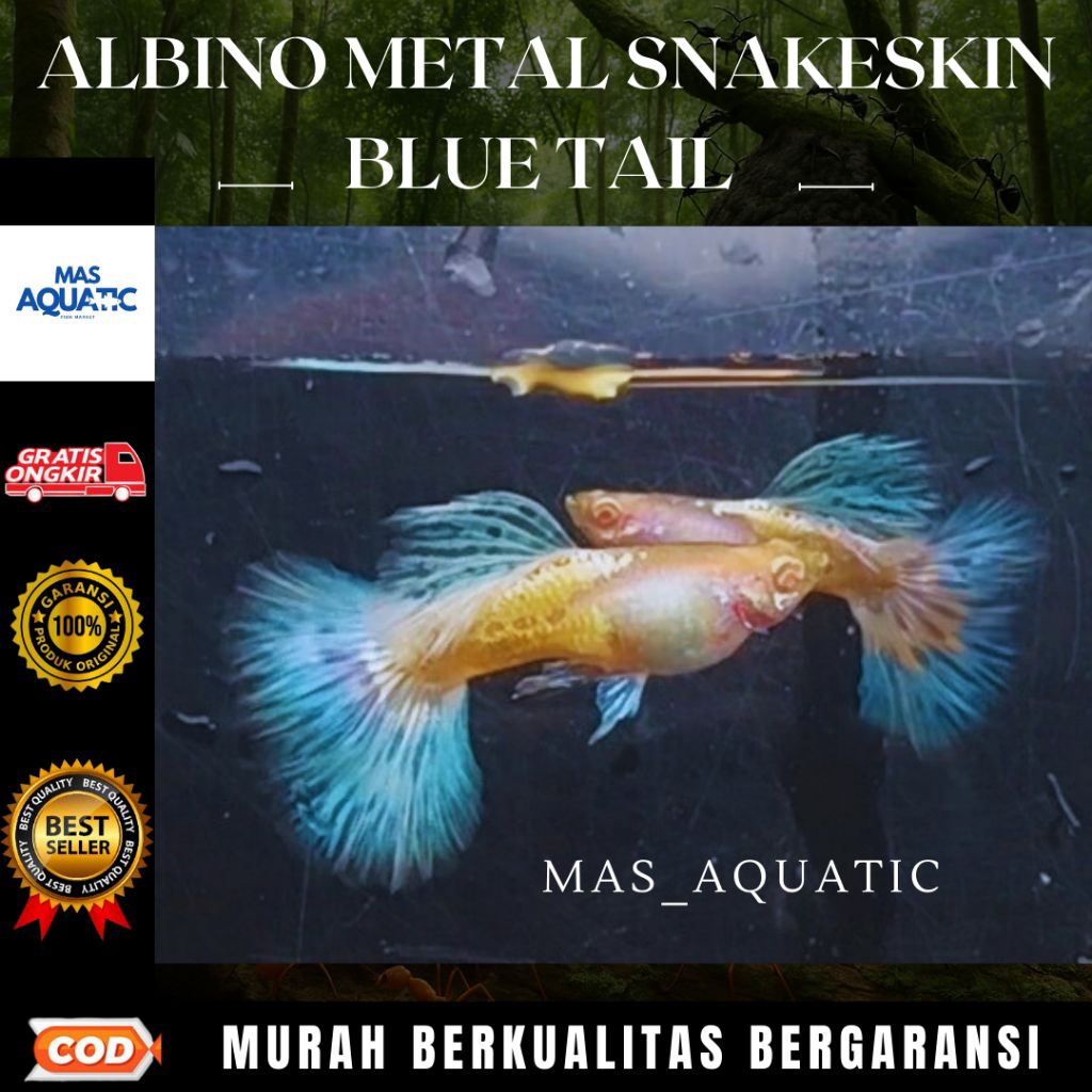 

BOX KARDUS ISI Gμ₱₱Y M£T4L SNAKESKIN BLUE R0S£ T4lL