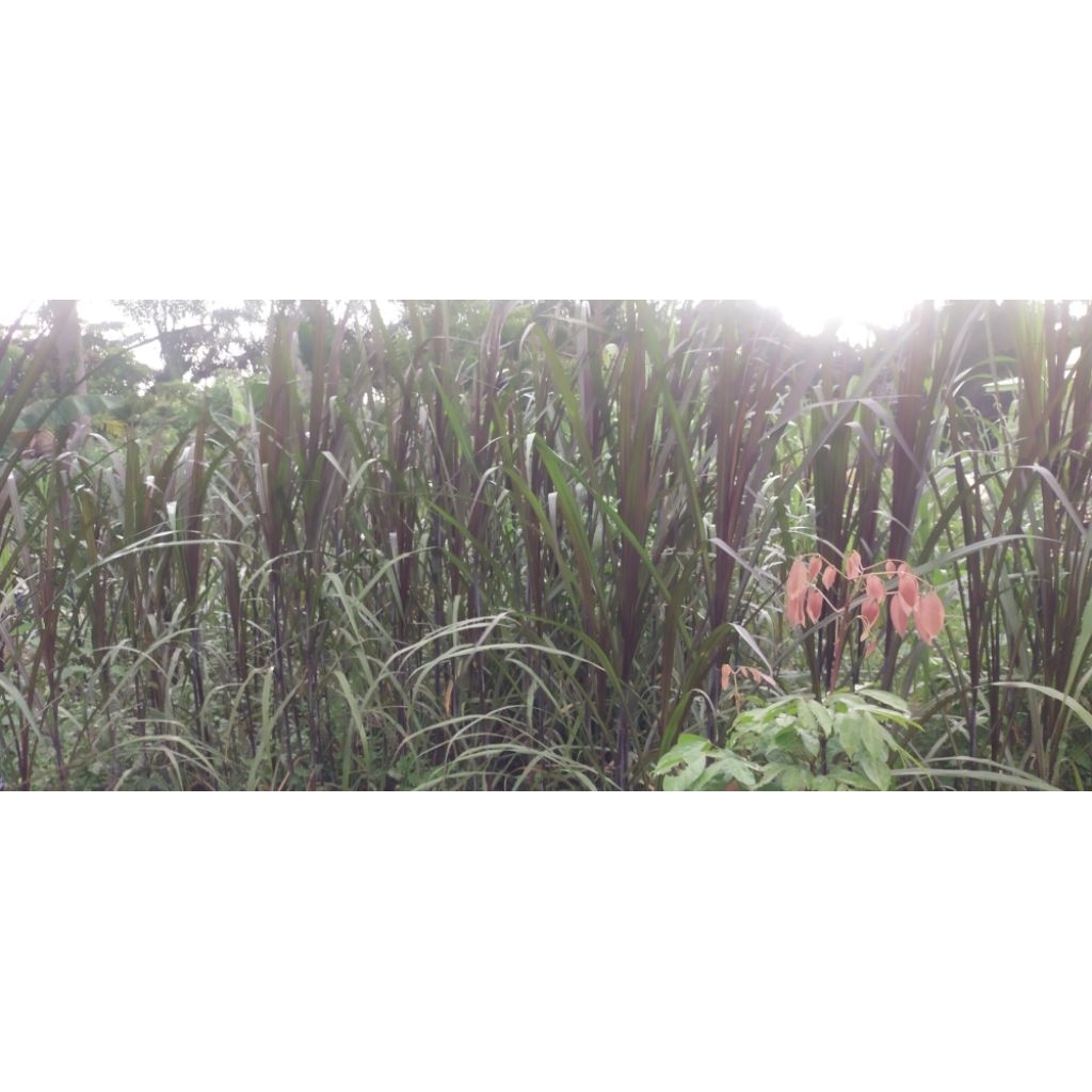 

Rumput Super Red Napier