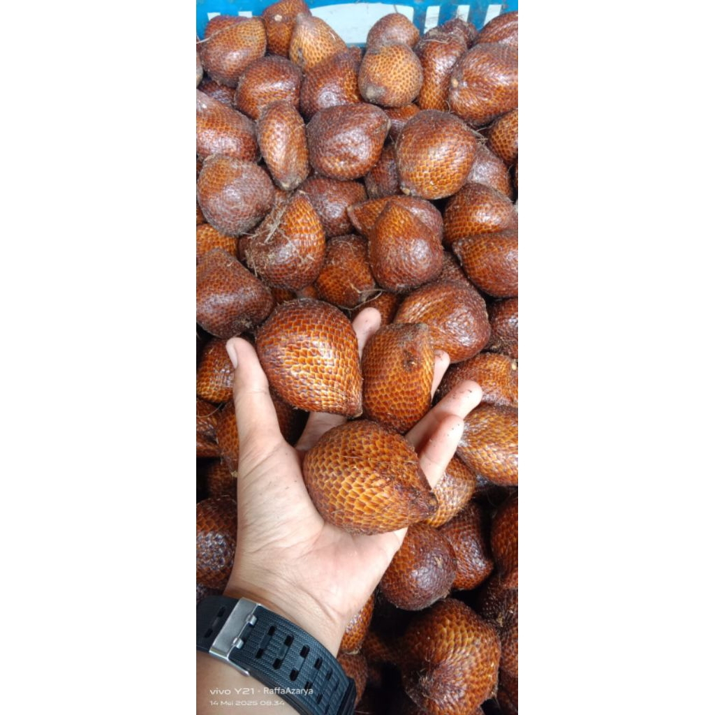 

Salak Pondoh Manis