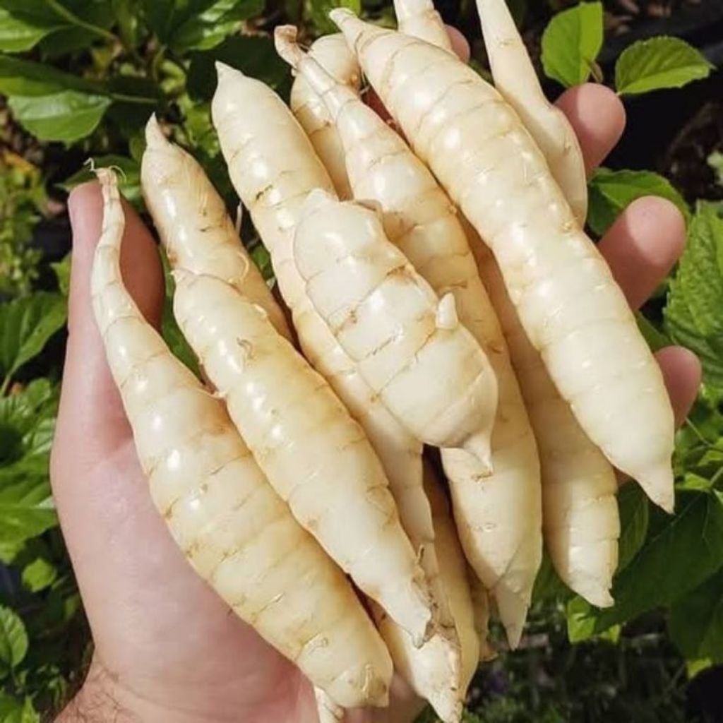 

500Gram Umbi Garut/Ubi Garut Segar Pres Di Ambil Langsung Bila Ada Orderan Masuk