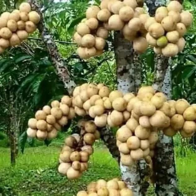 bibit tanaman buah duku thailan tanpa biji - longkong