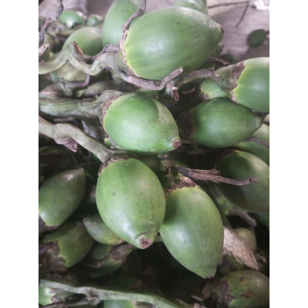 

Pinang muda 1 kg isi banyak jambe muda