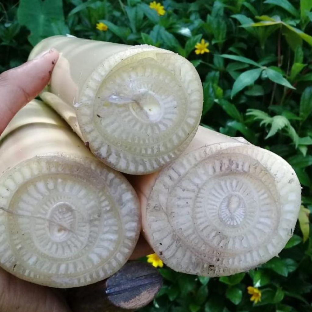 

gedebog pisang kepok segar 1kg