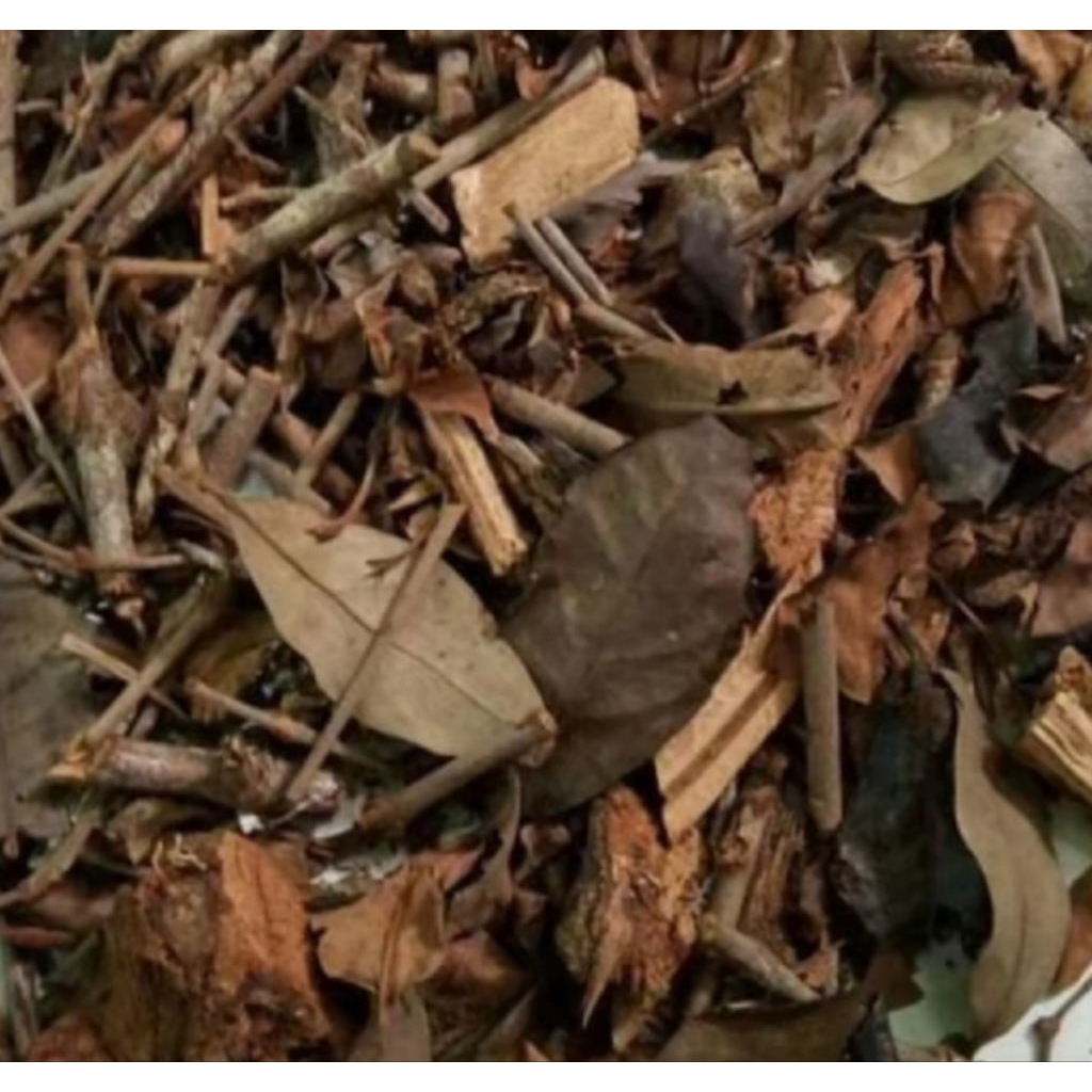

Benalu Mangga Kering Asli 1 Kg Obat Menurunkan Tekanan Darah Tinggi