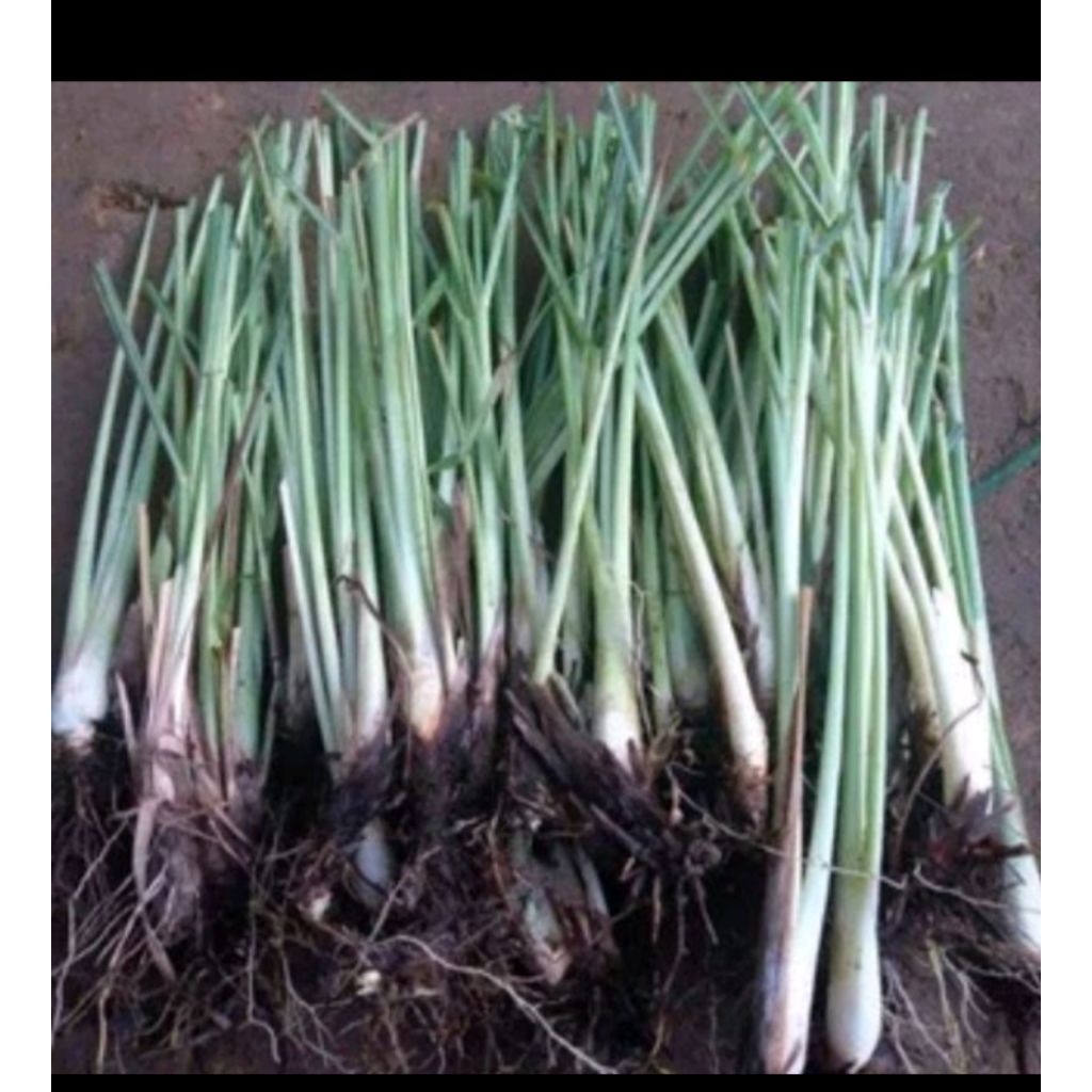 

bibit rempah sereh wangi/bibit daun sereh bumbu siap antar bisa COD 1kg