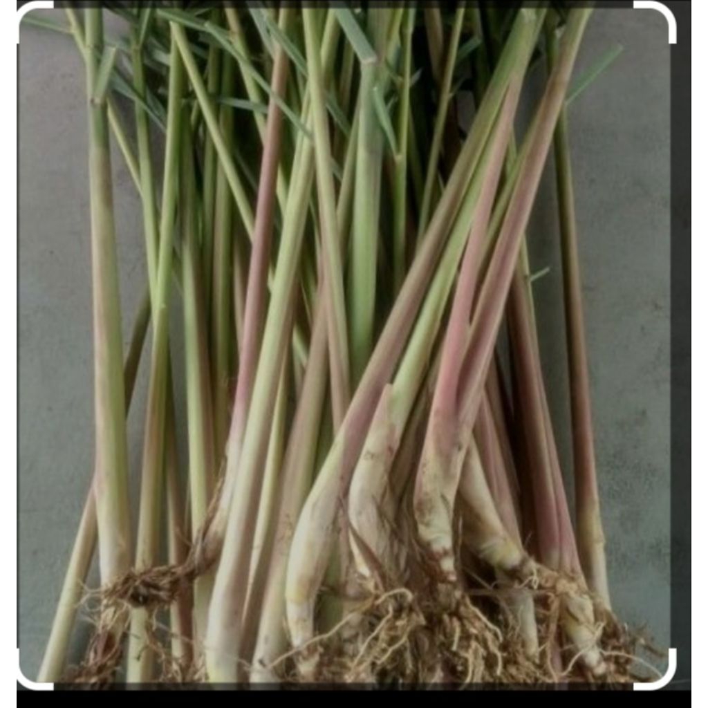 

bibit sereh wangi 1kg fresh