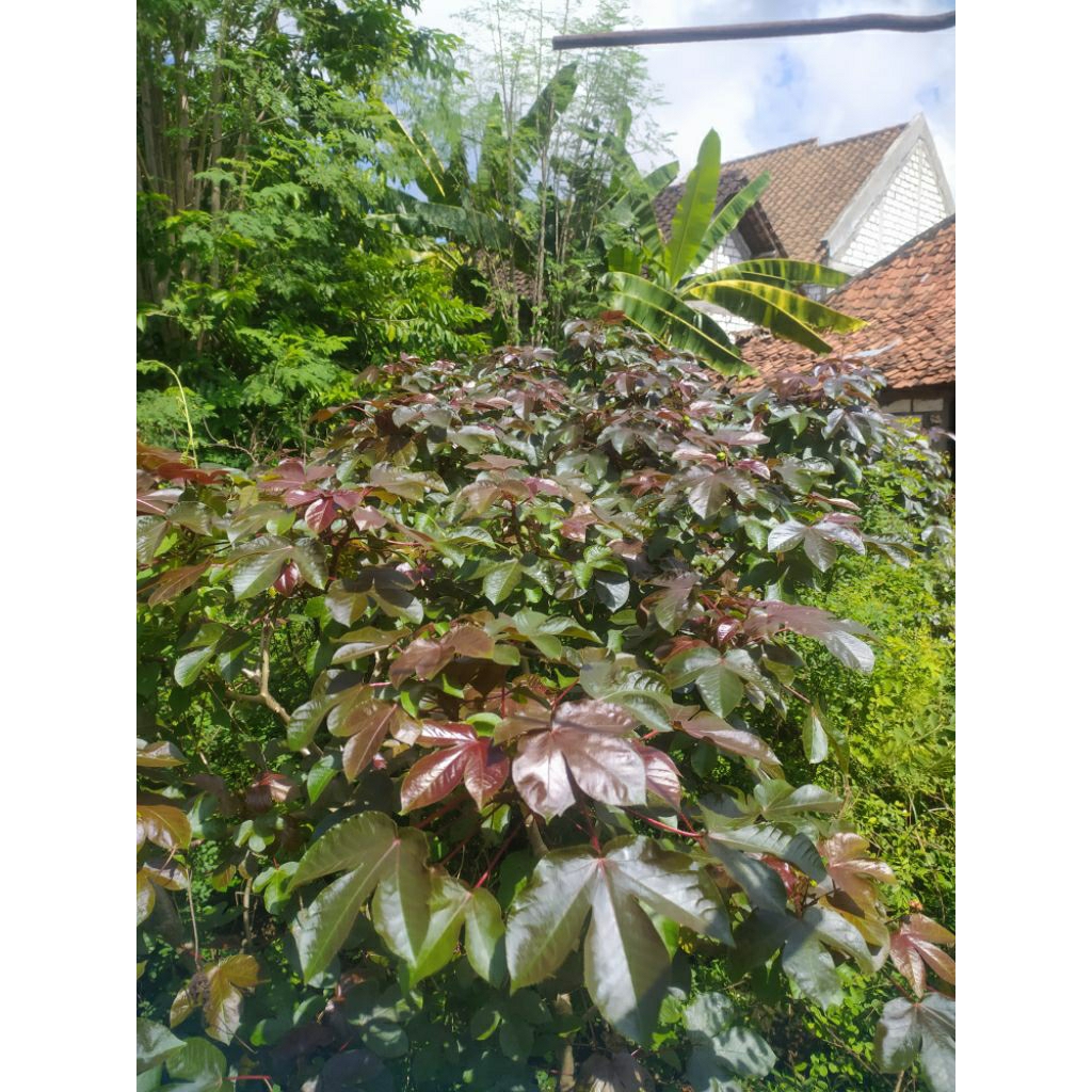 bibit pohon jarak merah