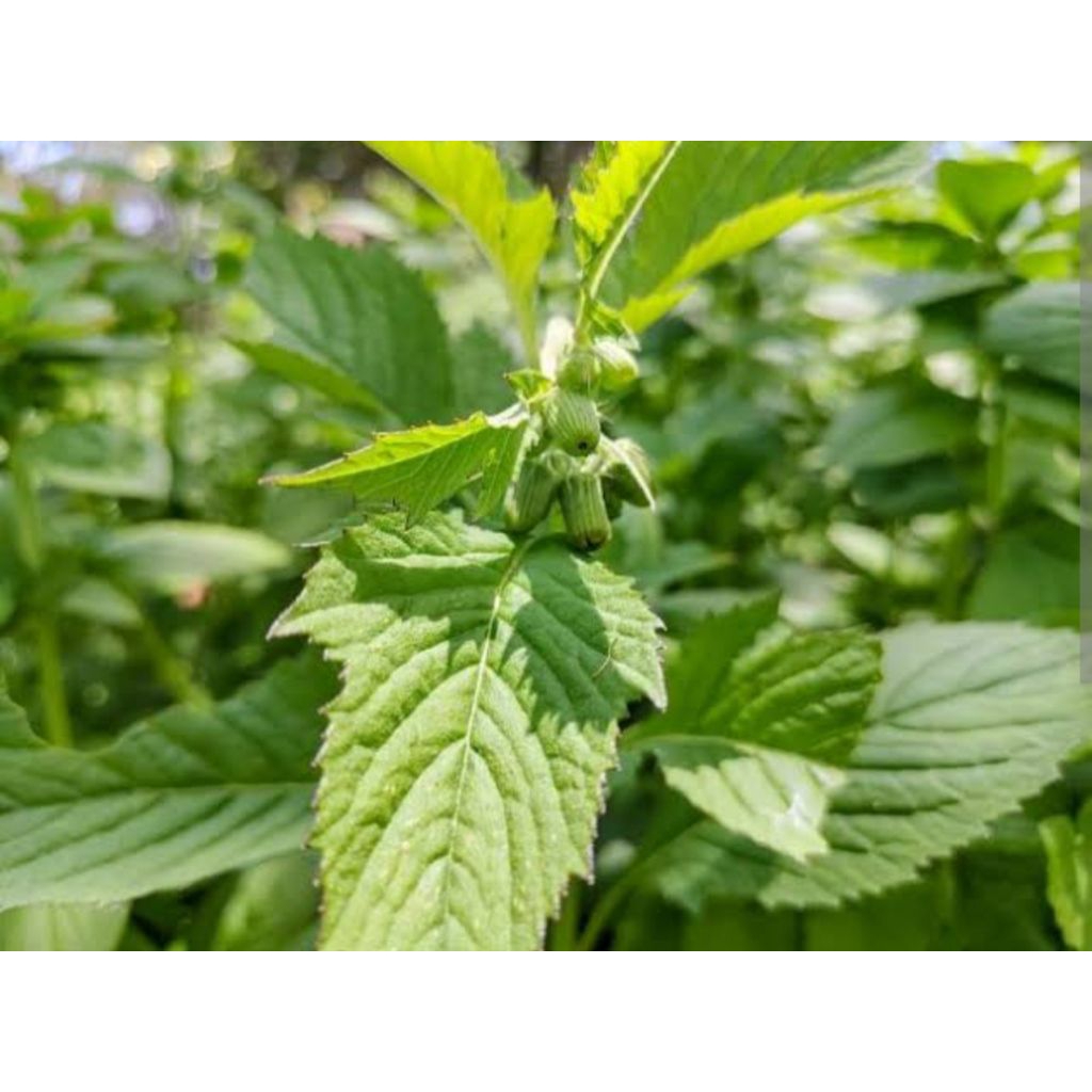 

Daun sintrong bayam hutan sayuran