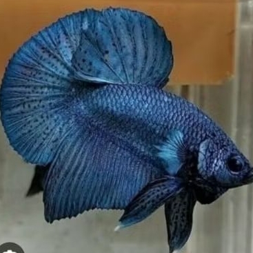 Peralatan ikan cupang