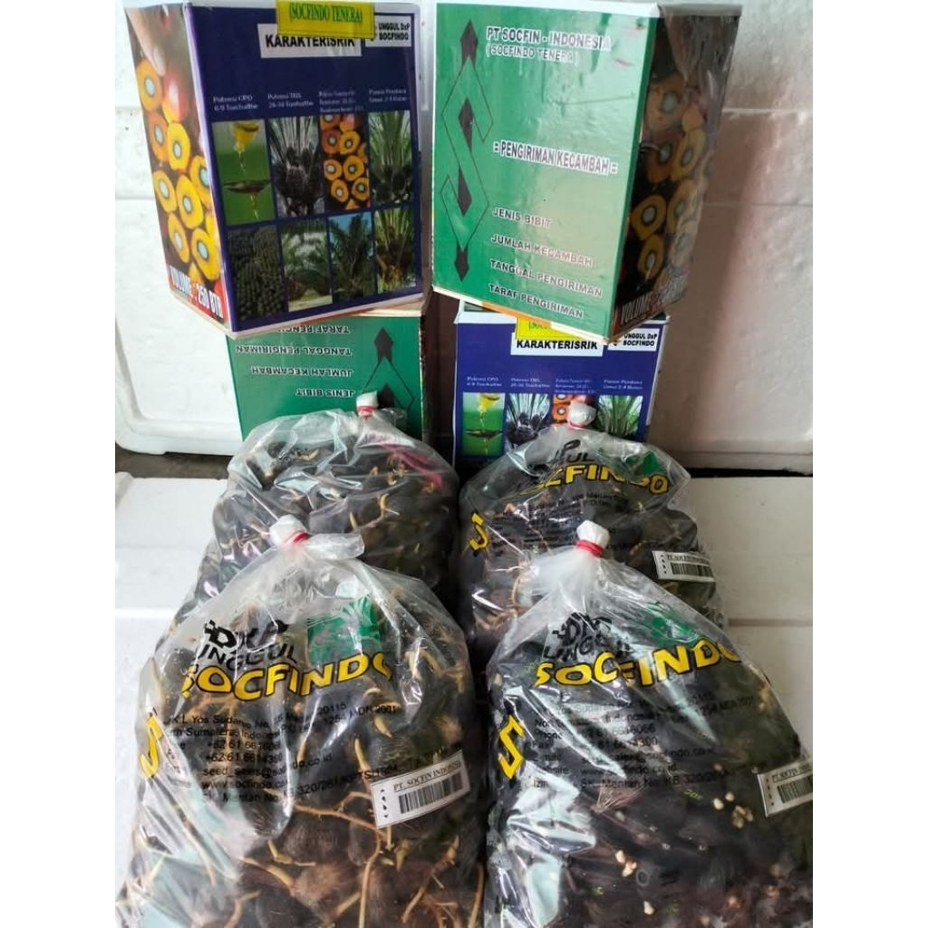 Ready benih kecambah kelapa sawit DxP SOCFINDO