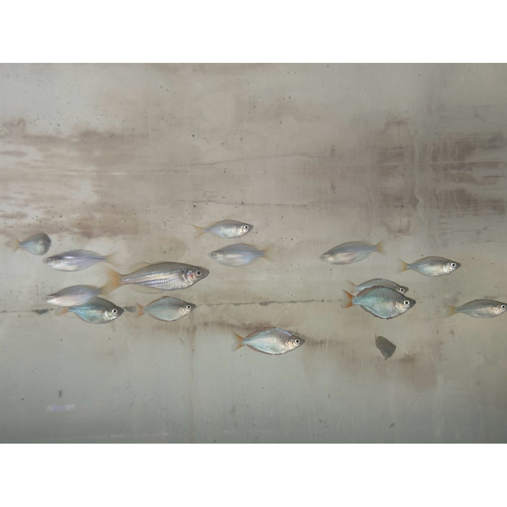 Ikan Hias Rainbow Peacock