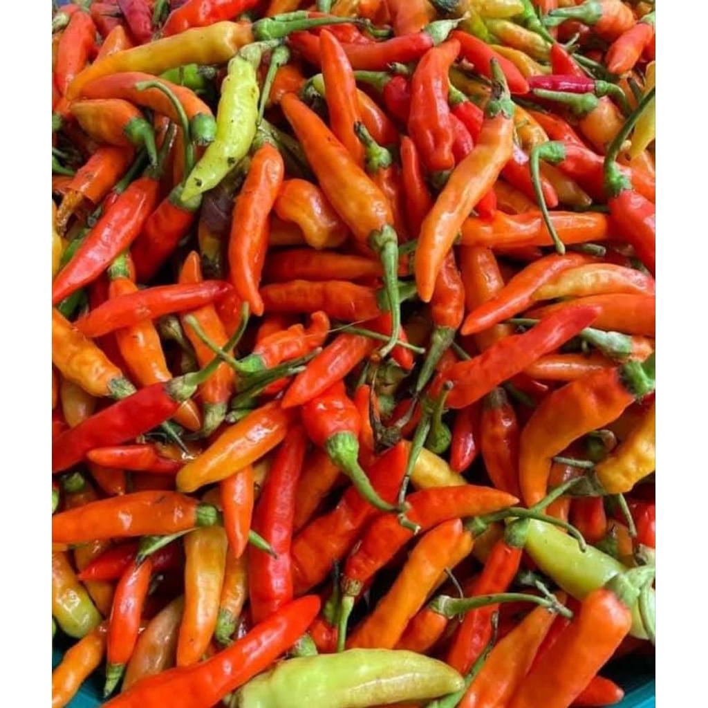

1 Kg Cabe Rawit Padas | Cabe Rawit Merah | Cabe Rawit Fresh