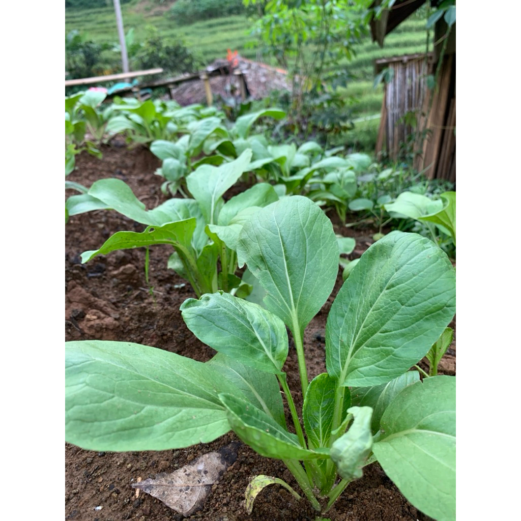 

Sawi hijau segar pres petik langsung dari kebunya paket per 500grm