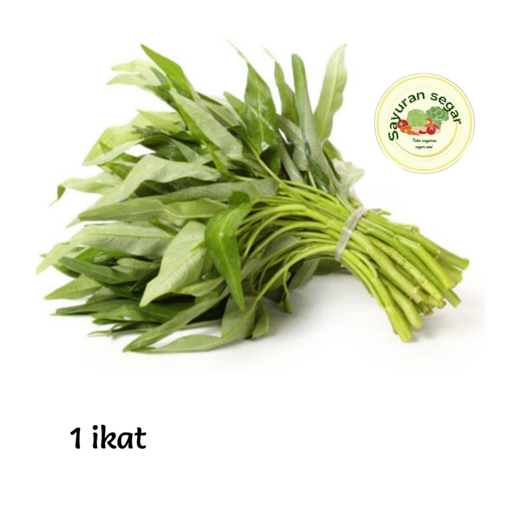 

KANGKUNG SEGER 1IKAT