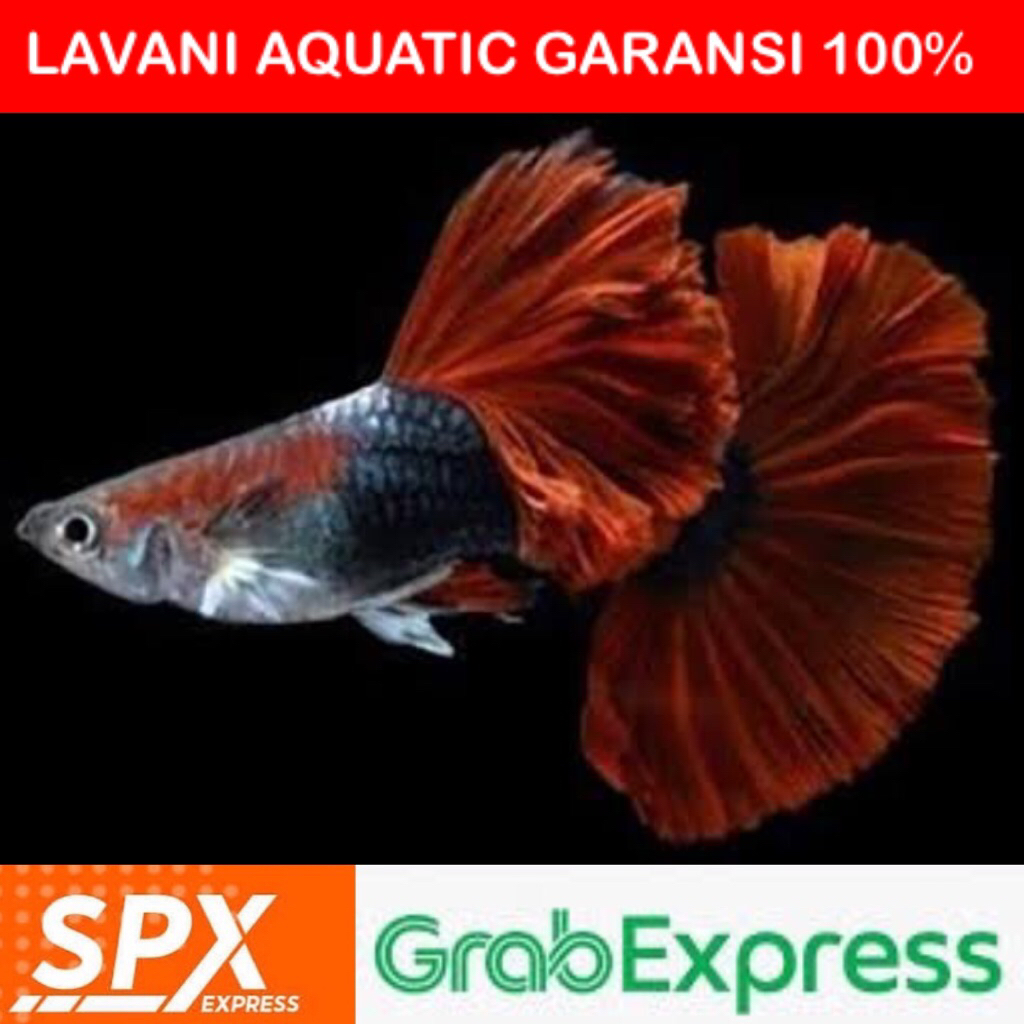 Hiasan Aquarium - HB red Rose tail sepasang