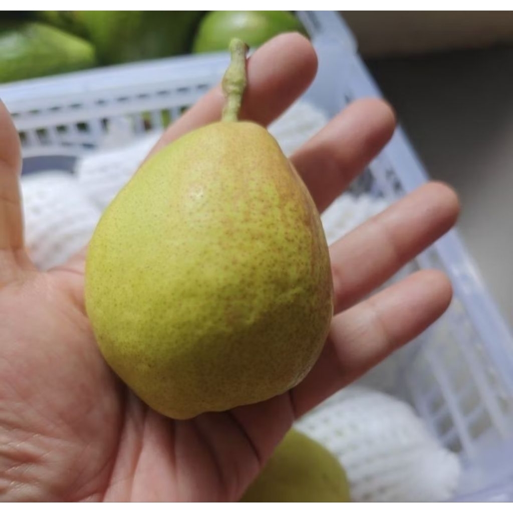 

Pir Xiangli China Import – Buah Segar, Manis, Renyah, Kaya Air | 1kg