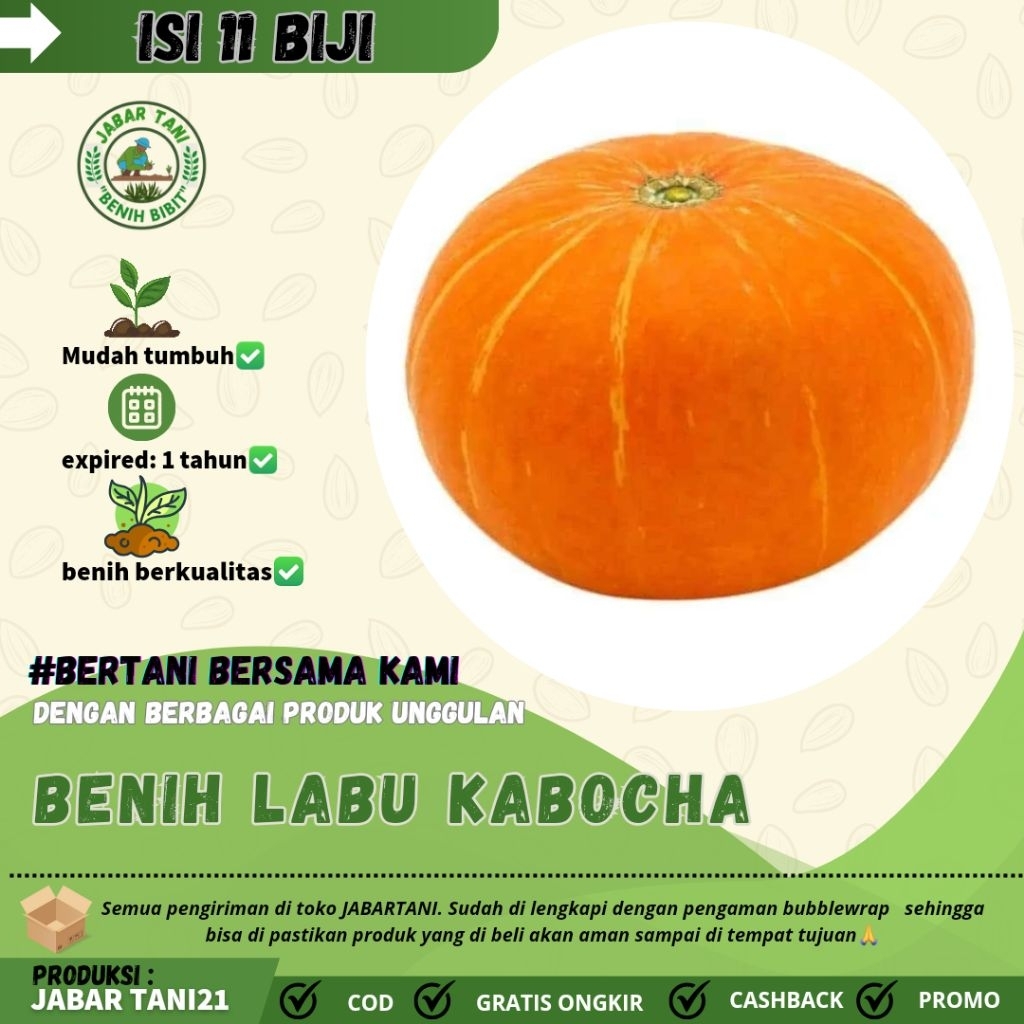

11 biji > BENIH BIJI LABU KABOCHA|LABU MUDAH BERKECAMBAH