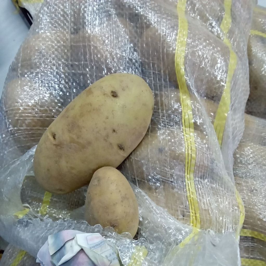 

EGYPT POTATOS 10KG