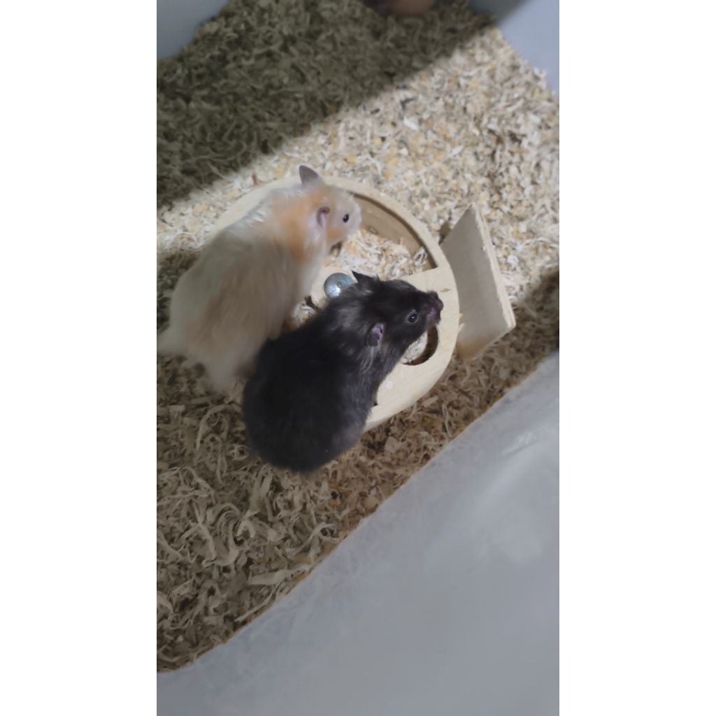 Hamster Syrian Jinak