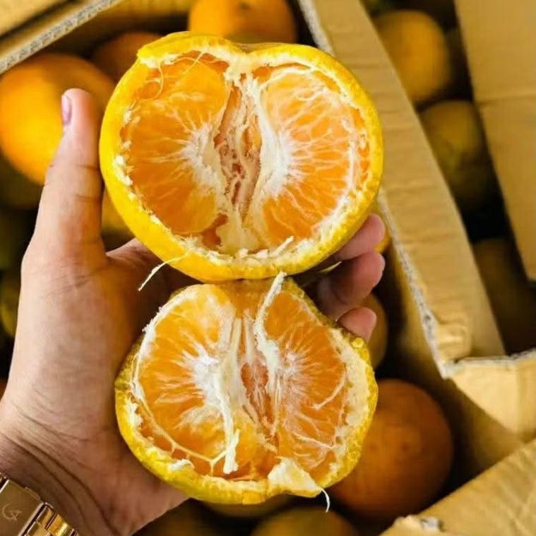 

JERUK MEDAN MUANIS GEDE GEDE 1kg