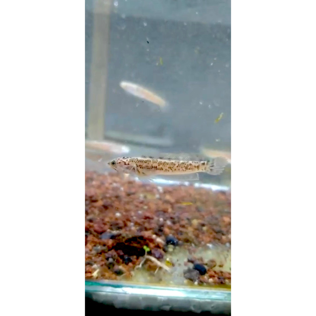 Box C. Limbata Granite spek premium