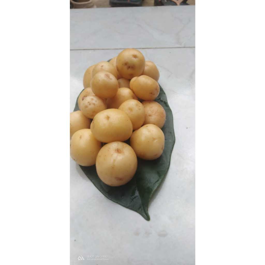 

KENTANG UKURAN DN 1kg