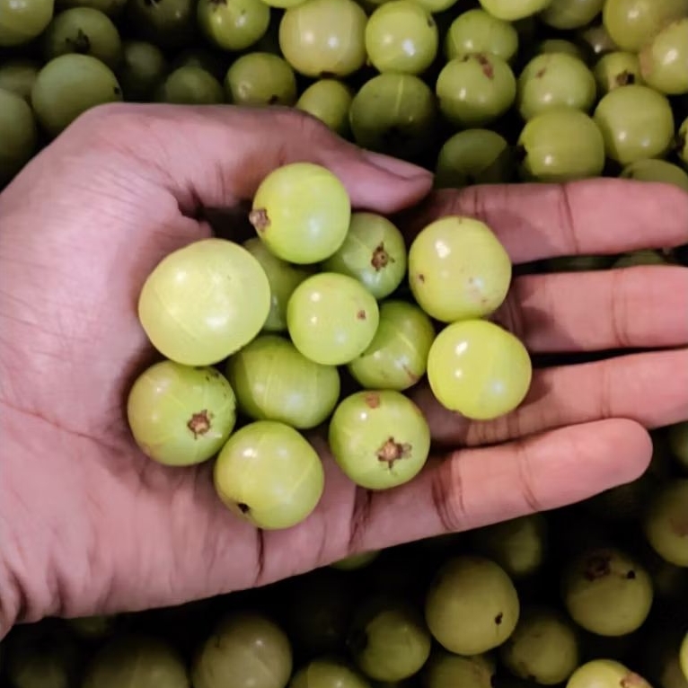 

Buah Malaka / Amla Segar Langsung Petik Pohon 1kg
