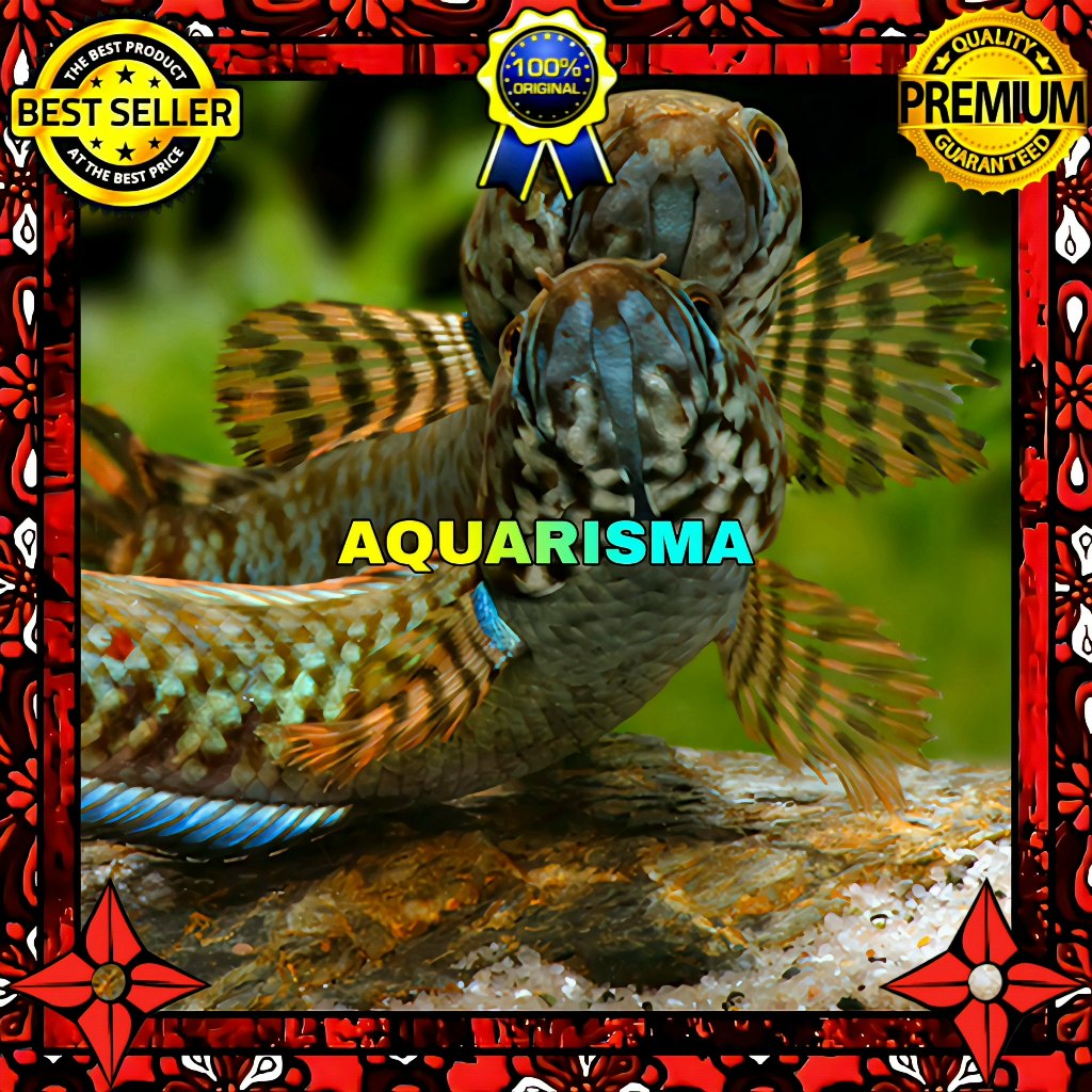 KEBUTUHAN AKUARIUM - SNAKEHEAD CHANNA GABUS RAINBOW BLEHERI 6-7 CM