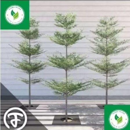 Paket Ketapang kencana ukuran besar & sedang