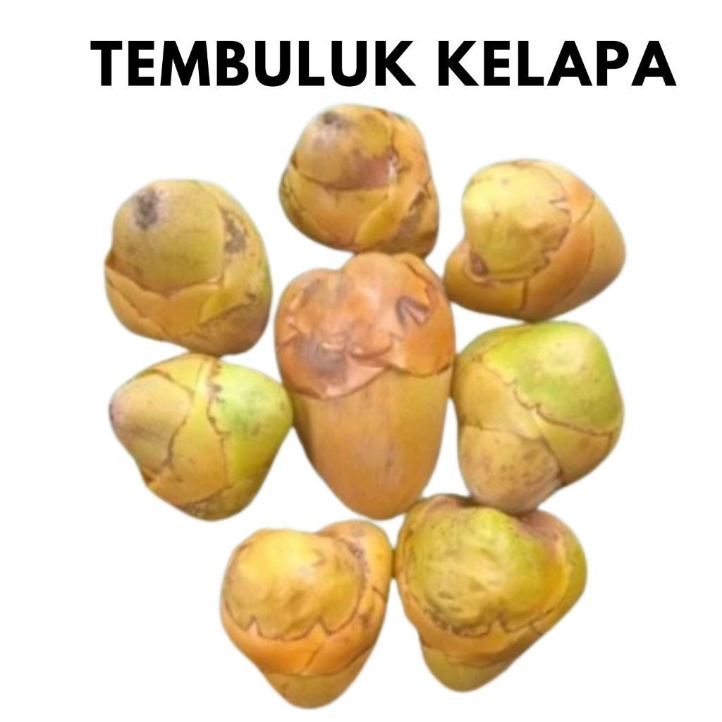 

Beluluk kelapa - Tembuluk kelapa kecil isi 10 biji untuk obat herbal