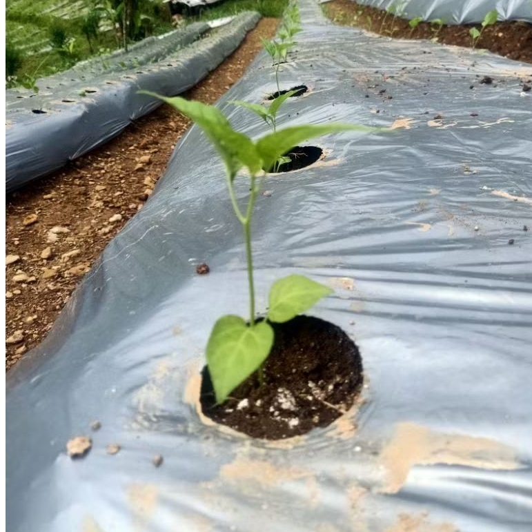 ( 1 ) Paket Pupuk Tabur Lubang Tanam Racikan Metode Mas Udin