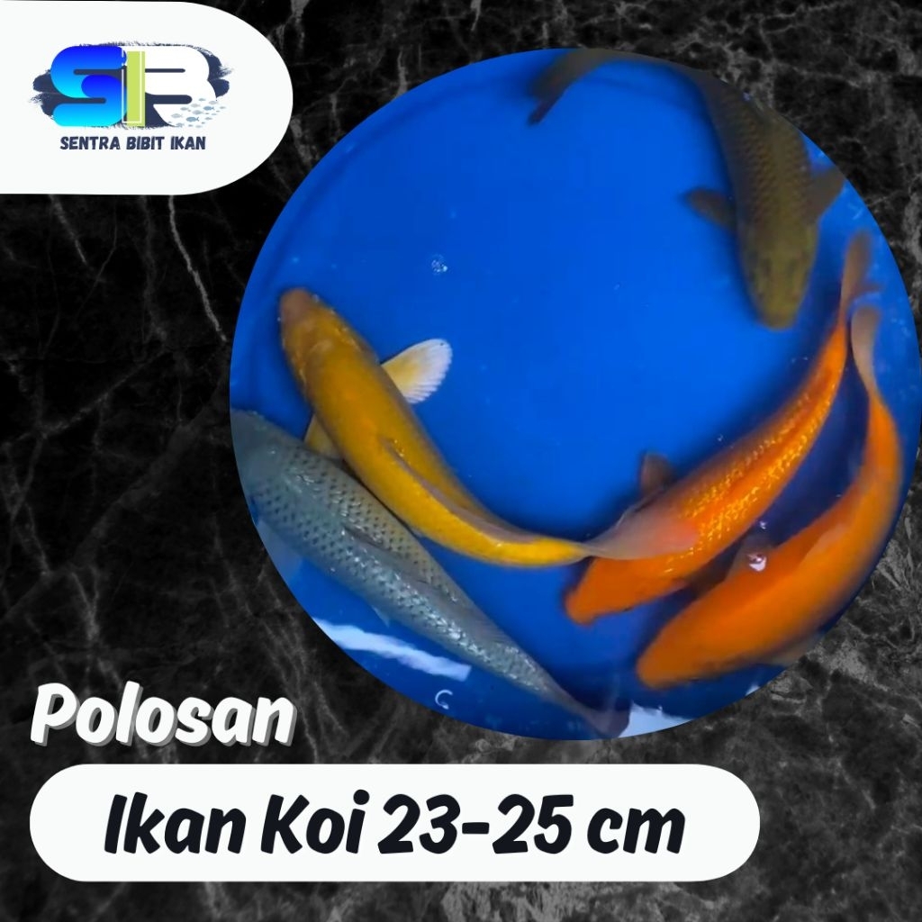 Ikan Koi Murah - Koi Polosan Ukuran 23-25 cm - Ikan Koi Blitar - Ikan Hias - Ikan Koi