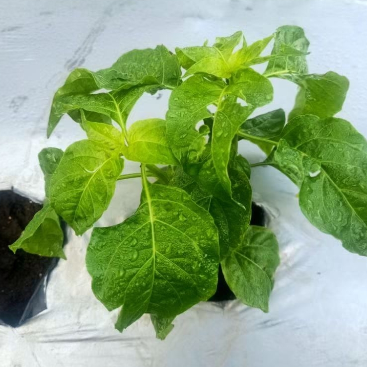 ( 4 ) Pupuk Kocor 10 Hst Pupuk Racikan Metode Mas Udin