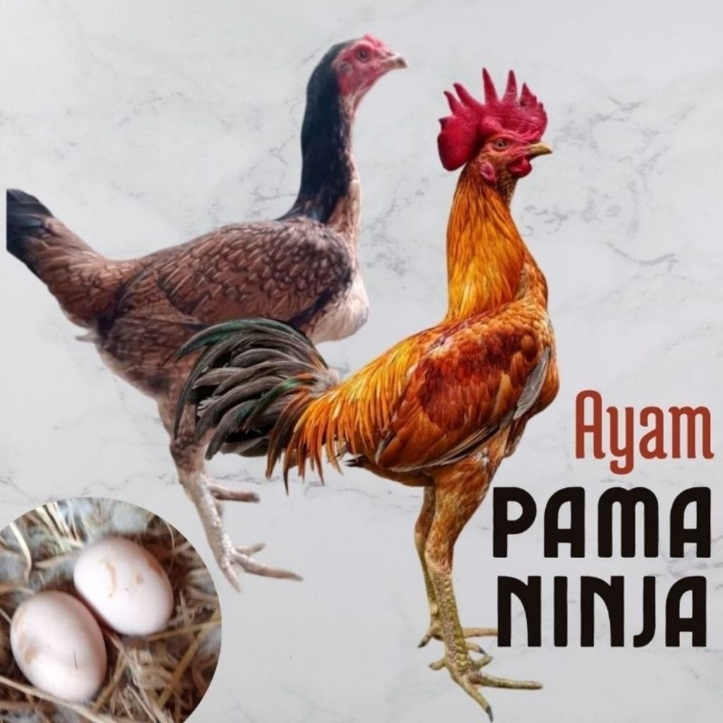 

Telur Ayam Pama Ninja fertil siap untuk ditetaskan